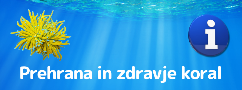 Kako skrbim za prehrano in zdravje koral